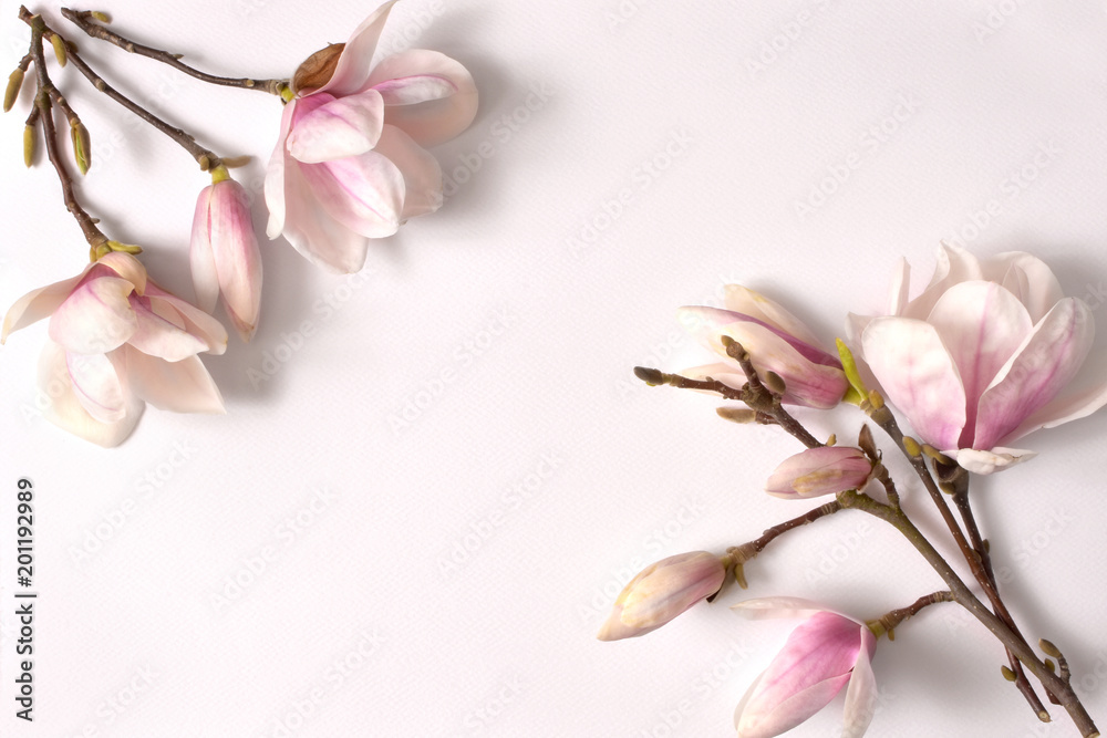 ramka kwiatowa,magnolia, kwiat, klimat, magnolia, drzew, kwiat, biała, galąź, kwiatowy, kwitnienie, flora, bliska, jardin, feuille, pora roku, pąki magnolii, biały, tło z magnolią, ozdoba, ornament - obrazy, fototapety, plakaty 