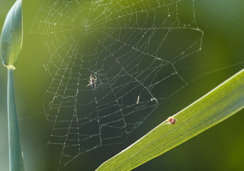 spider