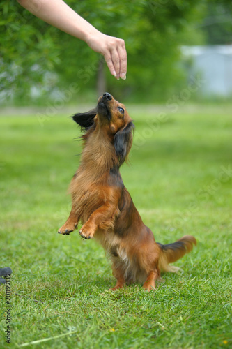 The Typical Dachshund Standard Long Haired Red Dog Buy This