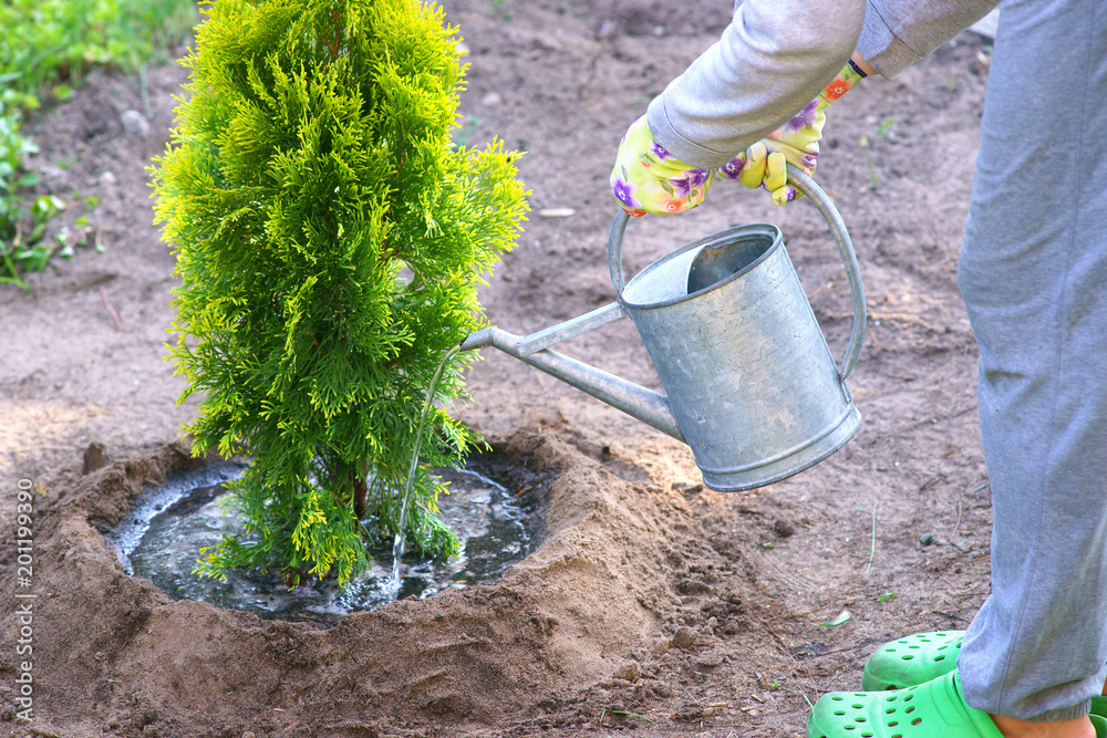Planting plants step by step / ornamental shrub Thuja Golden Smaragd - watering after planting - obrazy, fototapety, plakaty 