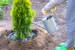 Planting plants step by step / ornamental shrub Thuja Golden Smaragd - watering after planting