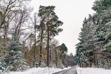 Sticker - Road in the Vosges mountains in winter. Bas-Rhin department of France