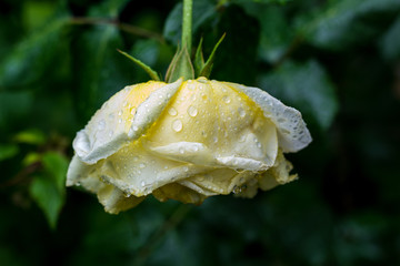 Flower of cream rose in the summer garden after the rain