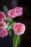 Fototapeta Tulipany - Beautiful pink tulip on a black background. Low key