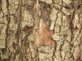 Canvas Print - Tree bark texture