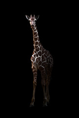 Canvas Print - giraffe standing in the dark