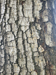 Canvas Print - Tree bark texture