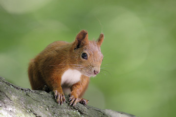 Wall Mural - Single Red Squirrel on a tree branch in Poland forest during a spring period