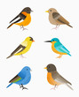 Set of small birds isolated on white background, flat illustration