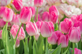 Fototapeta Tulipany - close up of blooming pink tulips on the field