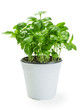Basil plant in white pot