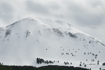 Canvas Print - Mountain slopes with rare trees covered with snow