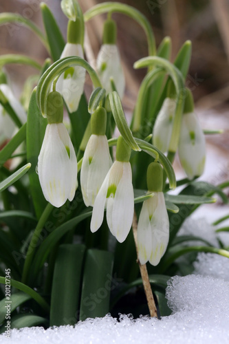 Plakat Piękny wczesny wiosny natury tło z śnieżyczkami kwitnie w śniegu. Kwitnąca pierwsza wiosna kwitnie śnieżyczki zbliżenie w śnieżnym lesie.