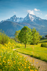 Wall Mural - idyllic scenery in the alps with blooming meadows in springtime