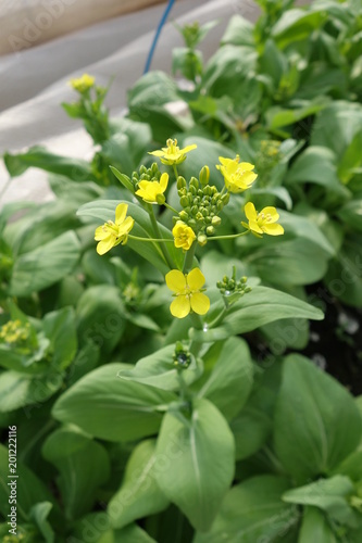 すべての美しい花の画像 50 チンゲン菜 花
