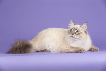 Wall Mural - Amazing Siberian cat on purple