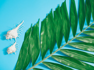 tropical summer flatlay and minimal concept with close up texture palm leaf and two conch shell decoration on blue pastel background with copy space