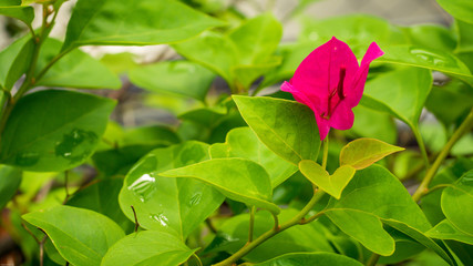 one asia purple bougainvillea from spring time season with green natural background