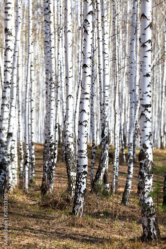 Spring in the birch forest