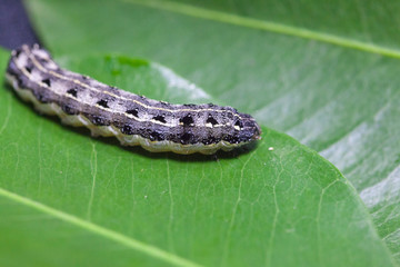 close up of common cutworm on leaves