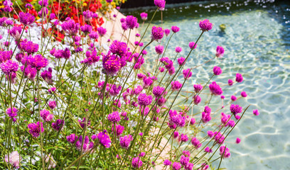 Wall Mural - Raspberry flowers near the azure water (fountain) in Gardaland Theme Park in Castelnuovo Del Garda, Verona, Italy.