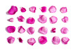 © Crazy nook - Set of pink rose petals on white background