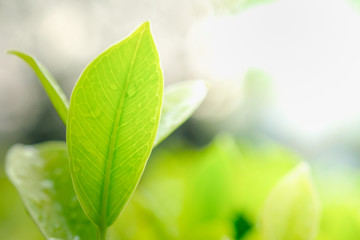 Close up of green leaf with rain drop. Nature background and wallpaper.