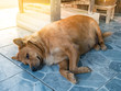 © thatkasem14 - Brown dog, Looks very fat, Lying down on the ground.