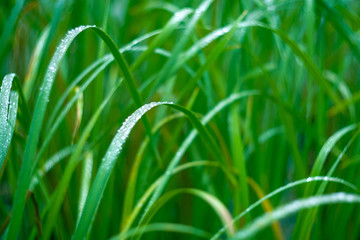 Green grass in the morning dew. Macro.