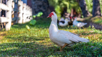 Wall Mural - White Duck Walking