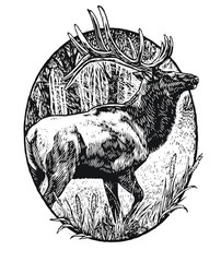 Elk