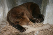 ours en hibernation dans son terrier
