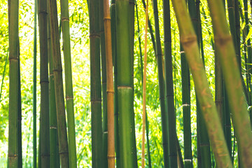 Canvas Print - Bamboo