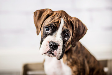 Adorable Boxer Puppy