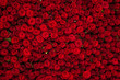 Leinwandbild Motiv Red roses texture and background