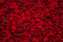 Red Roses Texture And Background