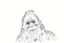 Portrait Of The Legendary Bigfoot. Yeti Is A Mysterious Humanoid Creature Survived Since Prehistoric Times.  