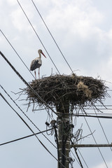 Canvas Print - White stork on a nest with electric conduction.