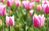 Fototapeta Tulipany - Pink tulips in spring time