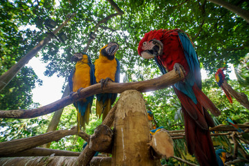 two of blue-and-yellow macaws and red ara sitting on the branche