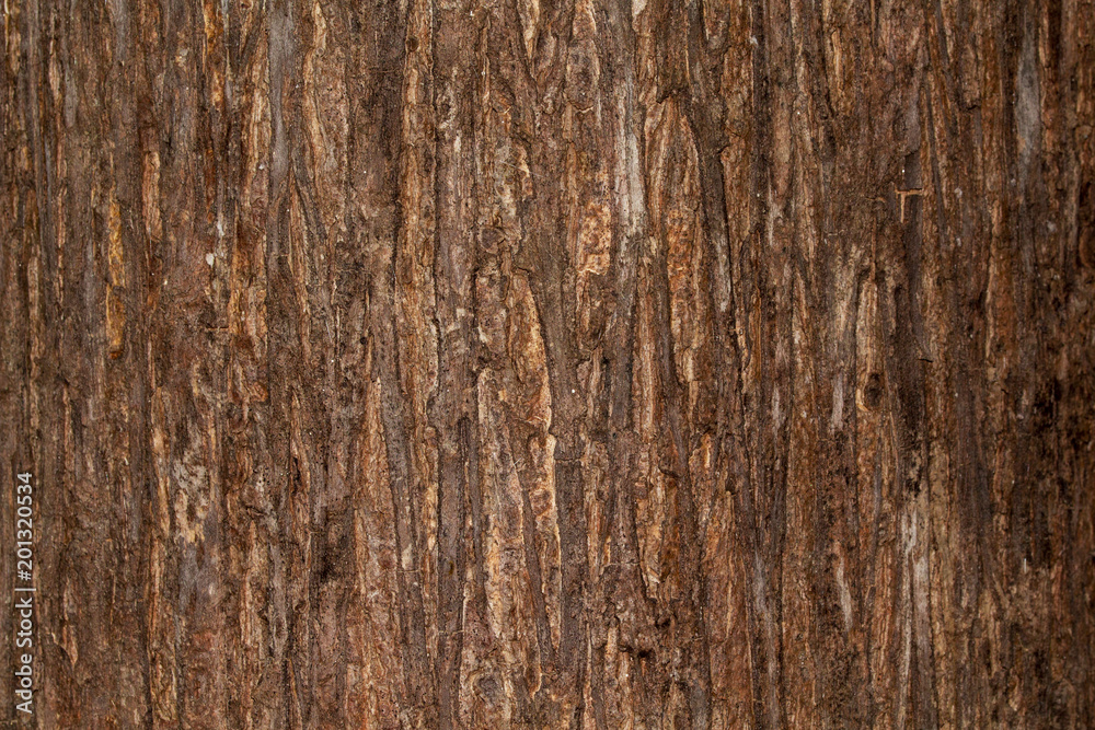 bark texture Wood texture for background space for text - obrazy, fototapety, plakaty 