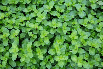 Poster - Patterns and leaves green plants for the background.