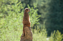 Closeup Of Meerkat Standing At The Top Of A Rock