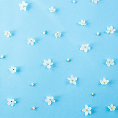 small white spring flowers on a blue background are scattered evenly. spring comes concept. top view
