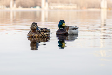 beautiful couple of duck and drake sail on the river