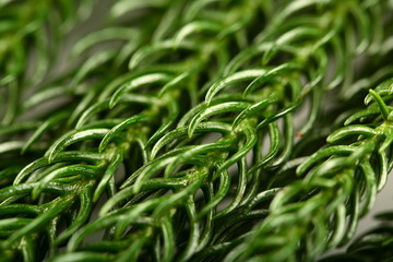 Macro detail of Christmas tree leaf- organic background texture.