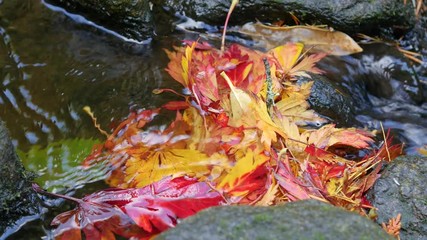 Wall Mural - amazing lake in the autumn park. nature video. park landscape. washington park arboretum, seattle, w