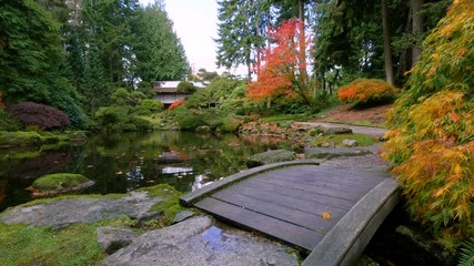 Wall Mural - amazing lake in the autumn park. nature video. park landscape. washington park arboretum, seattle, w