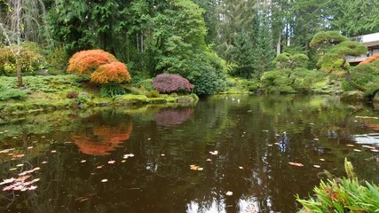 Wall Mural - amazing lake in the autumn park. nature video. park landscape. washington park arboretum, seattle, w