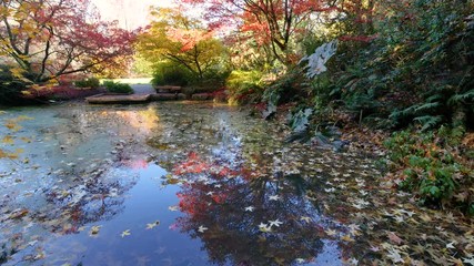 Wall Mural - amazing lake in the autumn park. nature video. park landscape. washington park arboretum, seattle, w